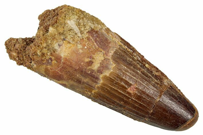 Fossil Spinosaurus Tooth - Real Dinosaur Tooth #344185